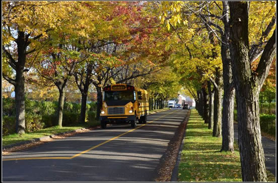 在加拿大千萬別“冒犯”校車 在加拿大千萬別“冒犯”校車