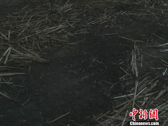 濮陽校車超載失火 系司機冒險進入麥稈堆所致(圖) 濮陽校車超載失火 系司機冒險進入麥稈堆所致(圖)