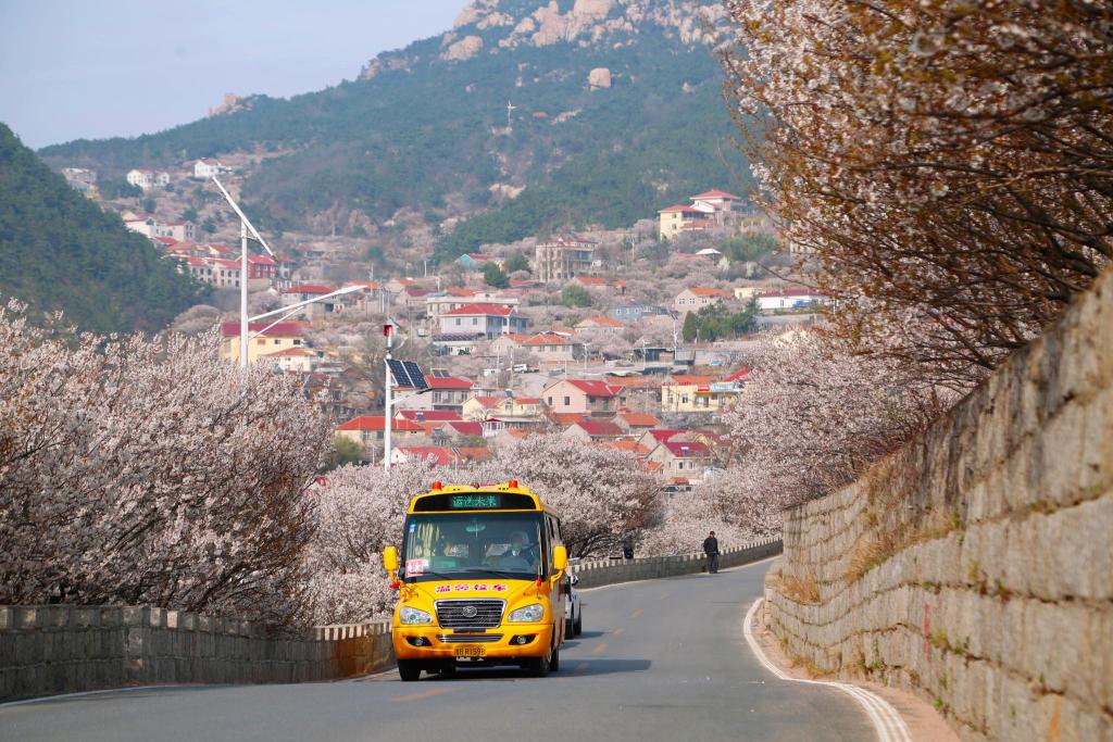 “大鼻子”校車開進嶗山9年了,護航山區孩子上學路 “大鼻子”校車開進嶗山9年了,護航山區孩子上學路