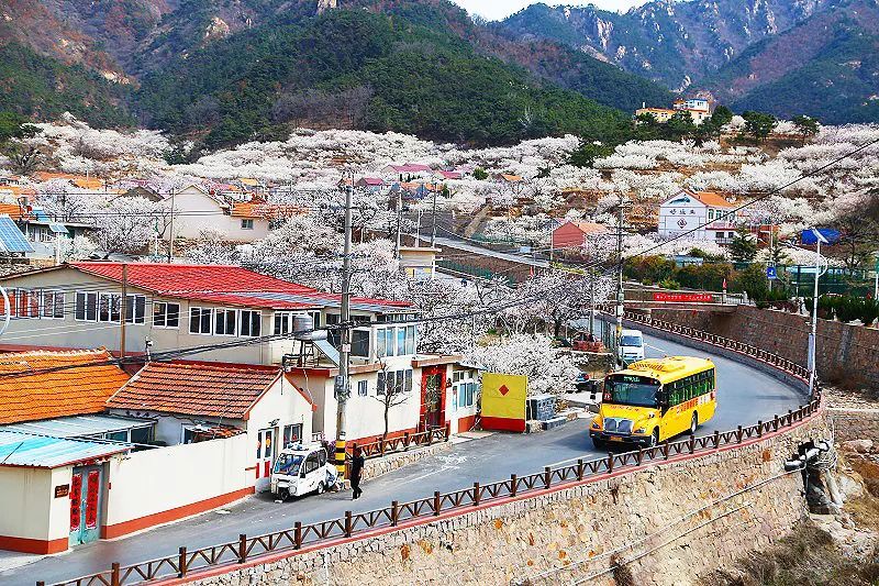 到今天上午，青島大鼻子校車開通整十年啦！