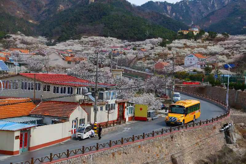 青島給全國立標準！全國首個校車運營服務管理團體標準正式發布