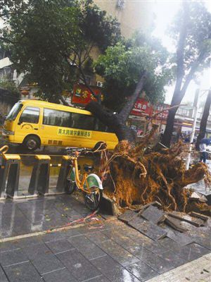 深圳羅湖區大樹砸壞幼兒園校車,沒有人員傷亡 深圳羅湖區大樹砸壞幼兒園校車,沒有人員傷亡
