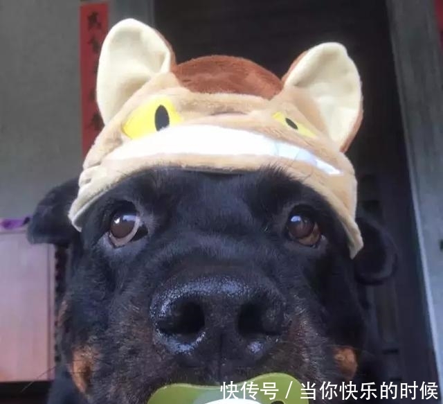 狗狗背著書包叼著奶嘴等校車，老師卻說：你超重了不能上！