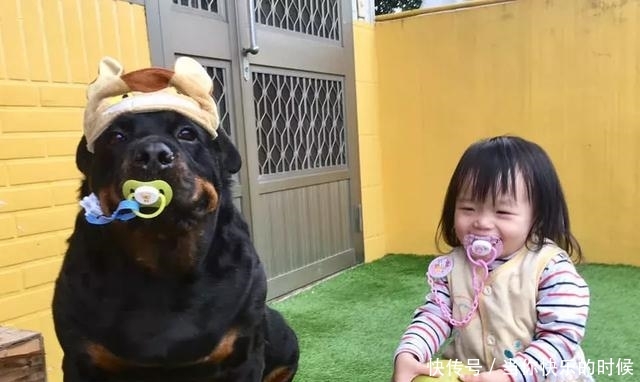 狗狗背著書包叼著奶嘴等校車，老師卻說：你超重了不能上！