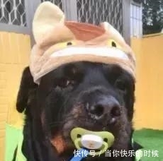 狗狗背著書包叼著奶嘴等校車，老師卻說：你超重了不能上！