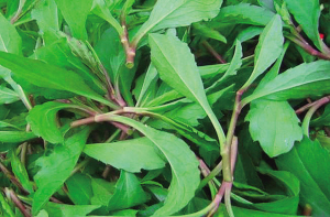 神奇校車要帶小“果凍”認識春天里的野菜哦 神奇校車要帶小“果凍”認識春天里的野菜哦